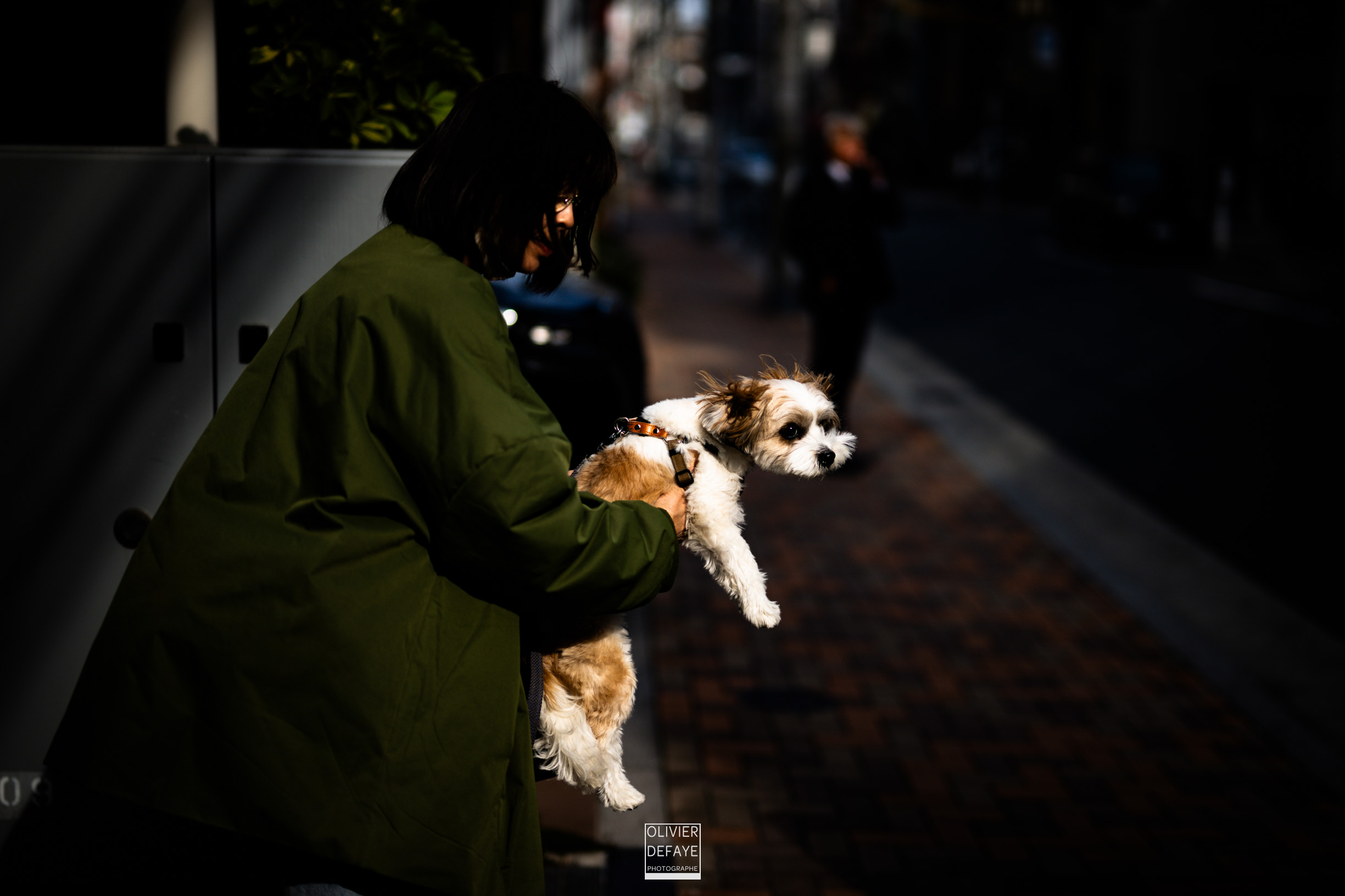 Les chiens au Japon