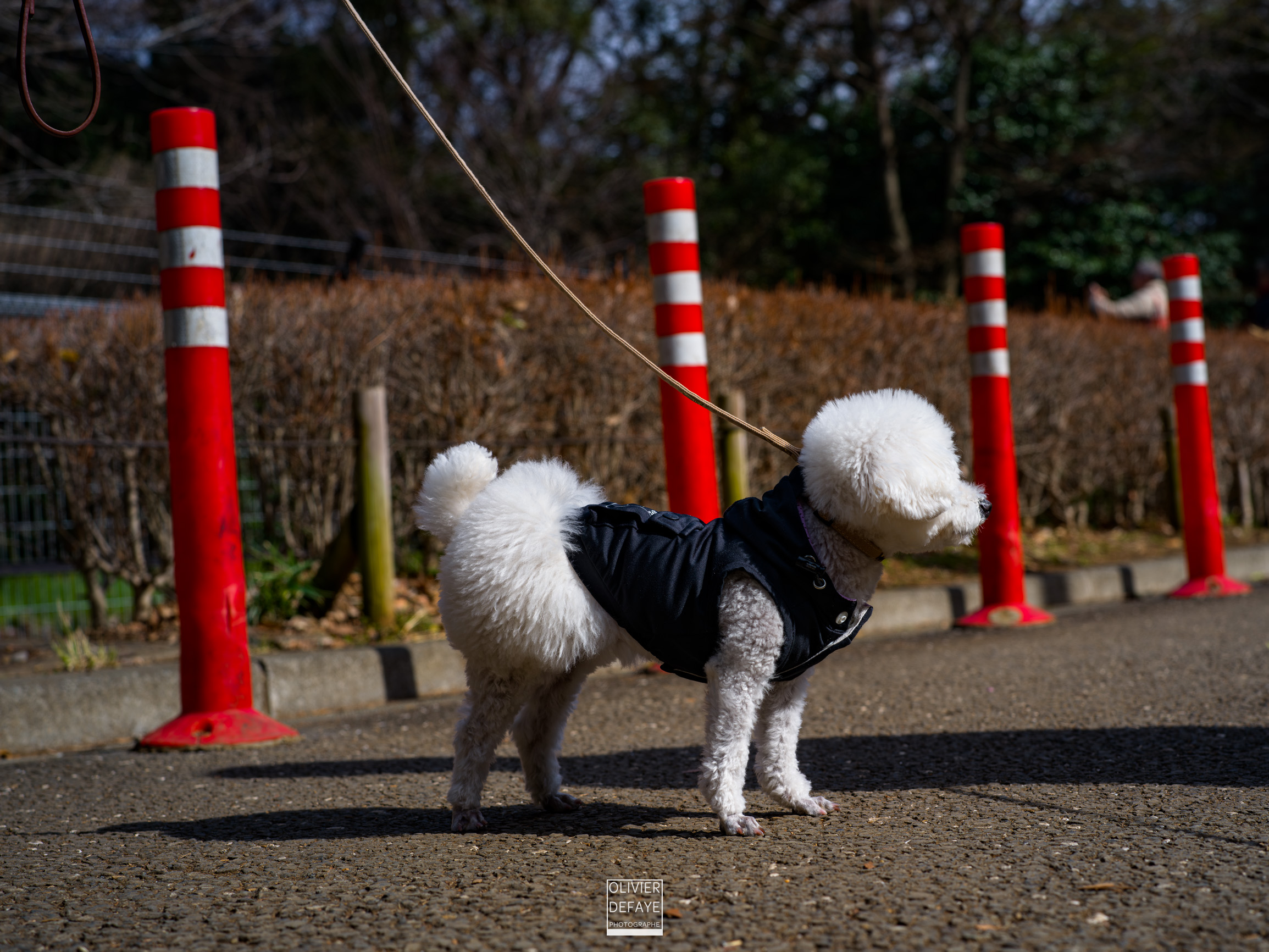 Les chiens au Japon