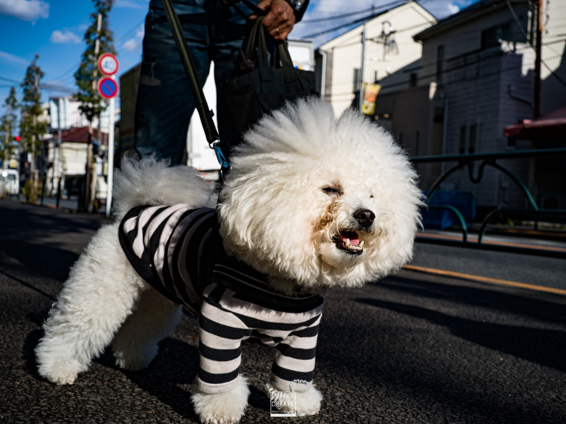 Les chiens au Japon