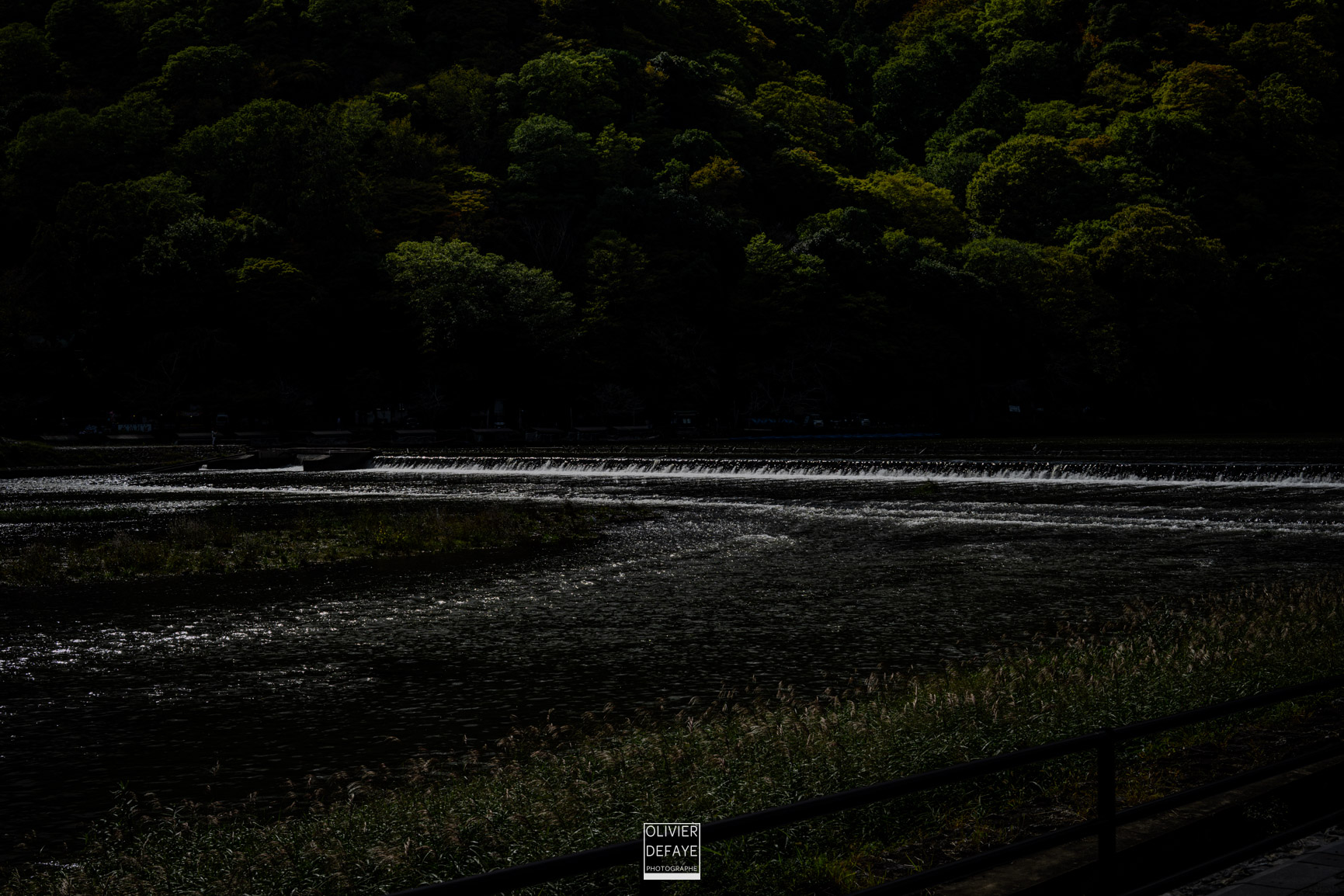 Les arbres et la ville