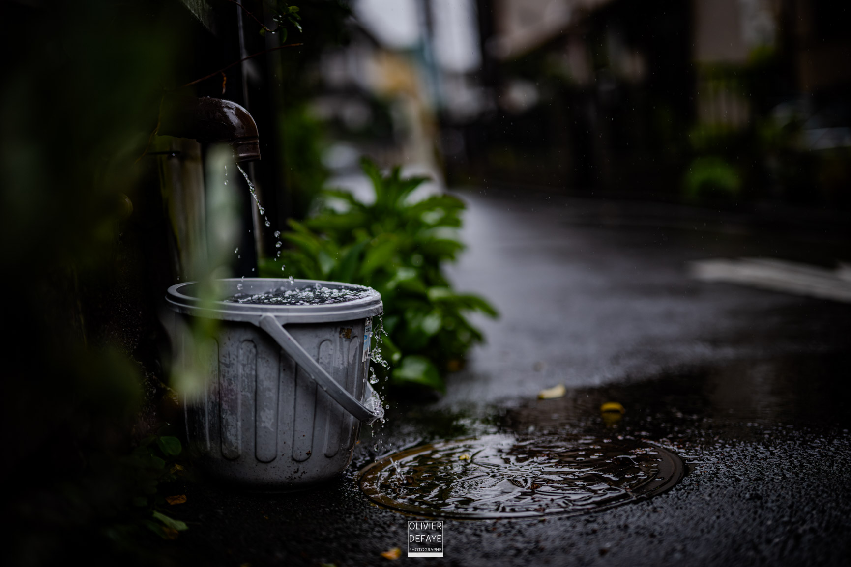 Les arbres et la ville