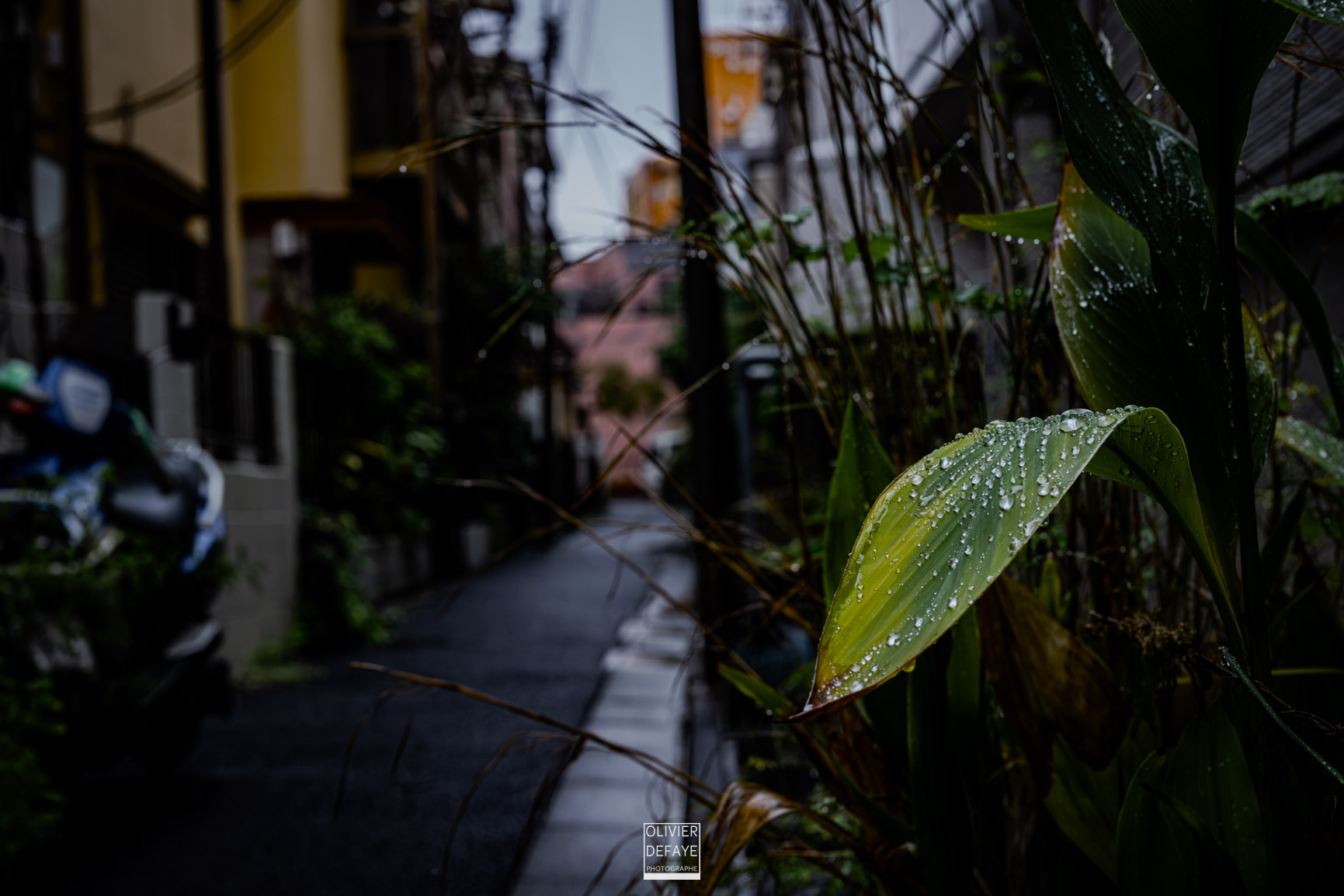 Les arbres et la ville