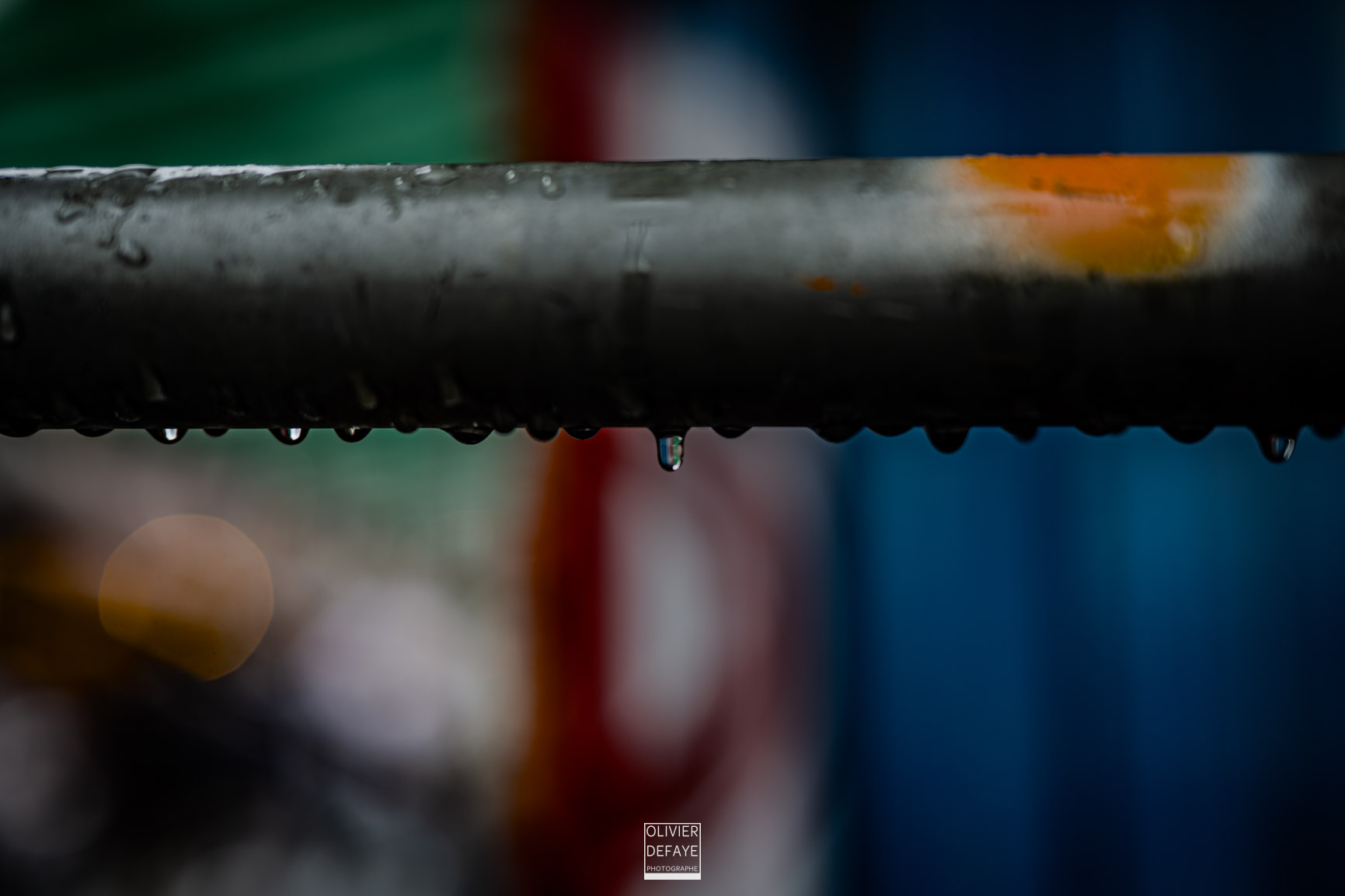 Les arbres et la ville