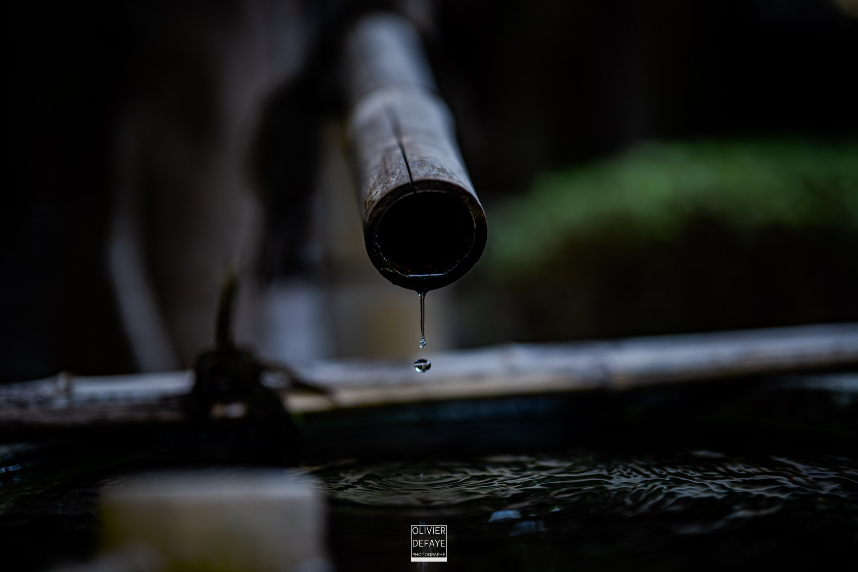 Les arbres et la ville