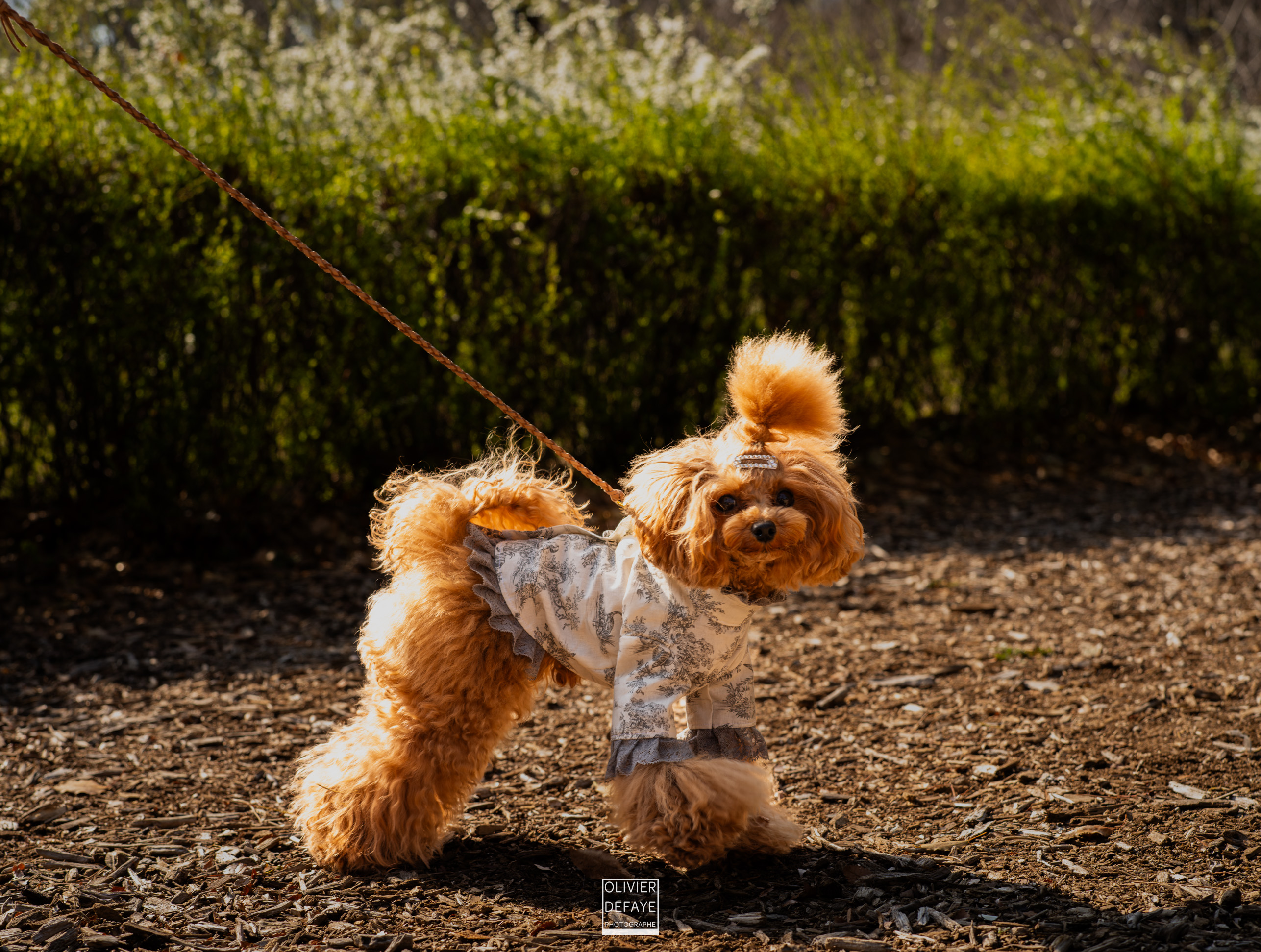 Les chiens au Japon