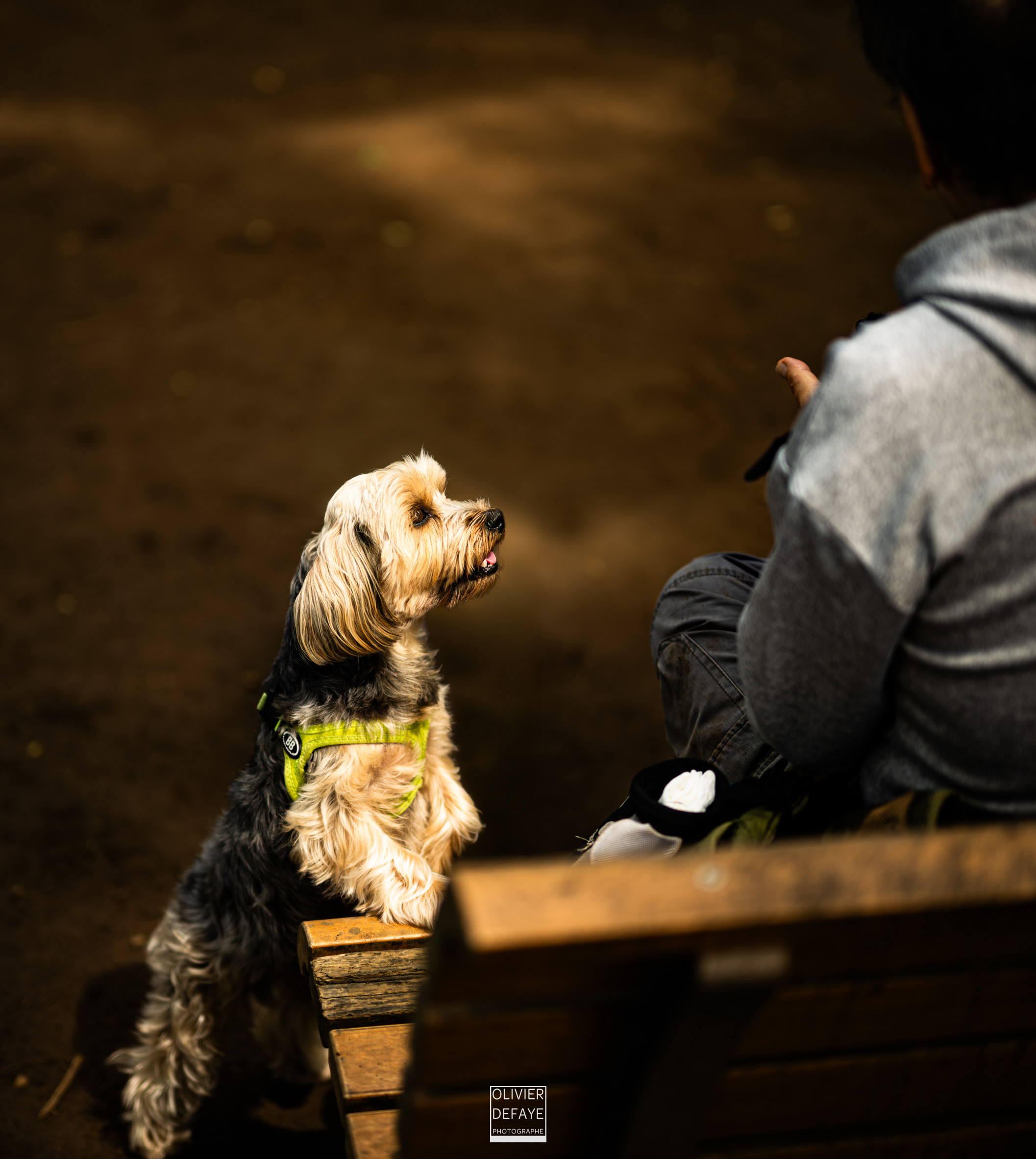 Les chiens au Japon
