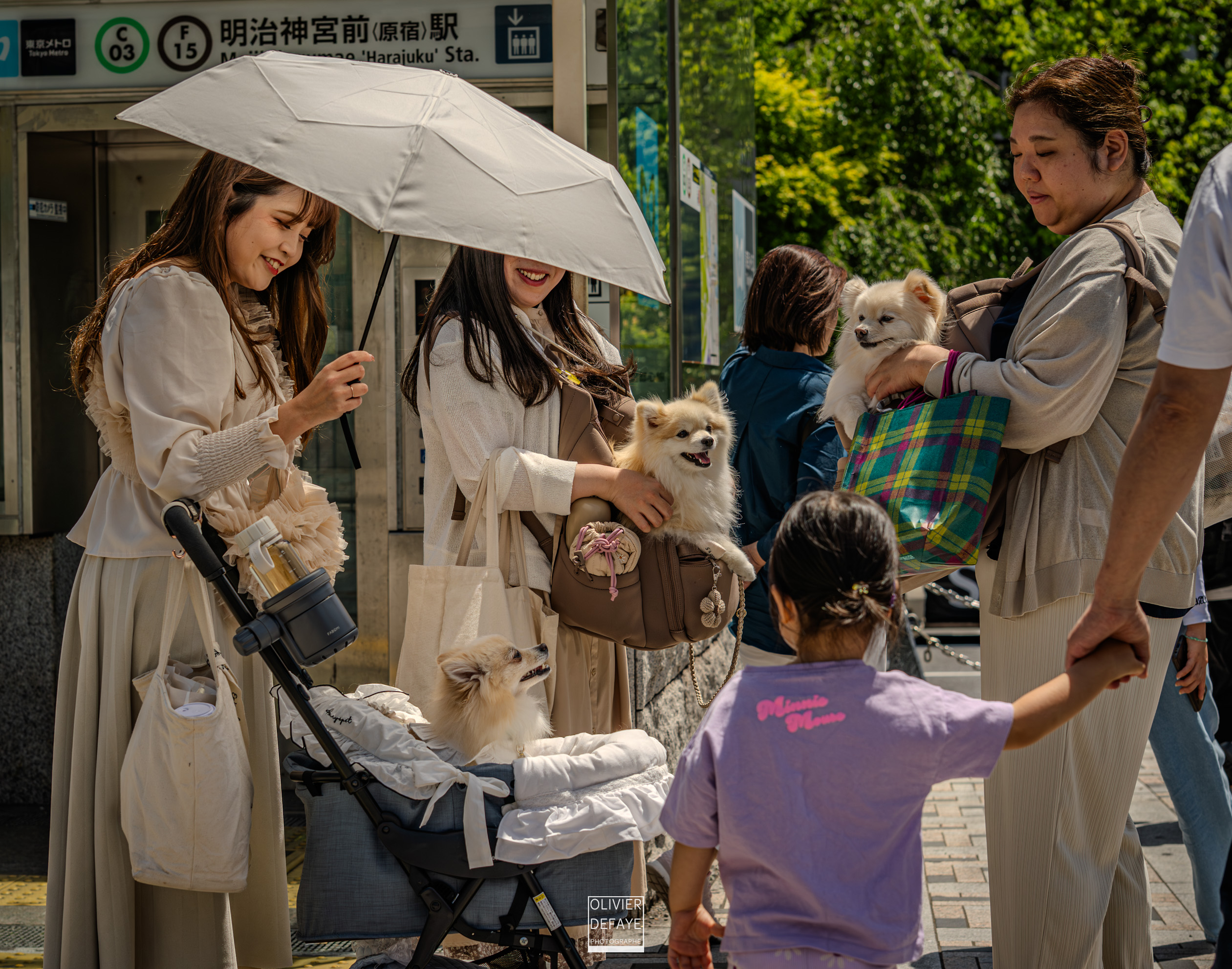 Les chiens au Japon