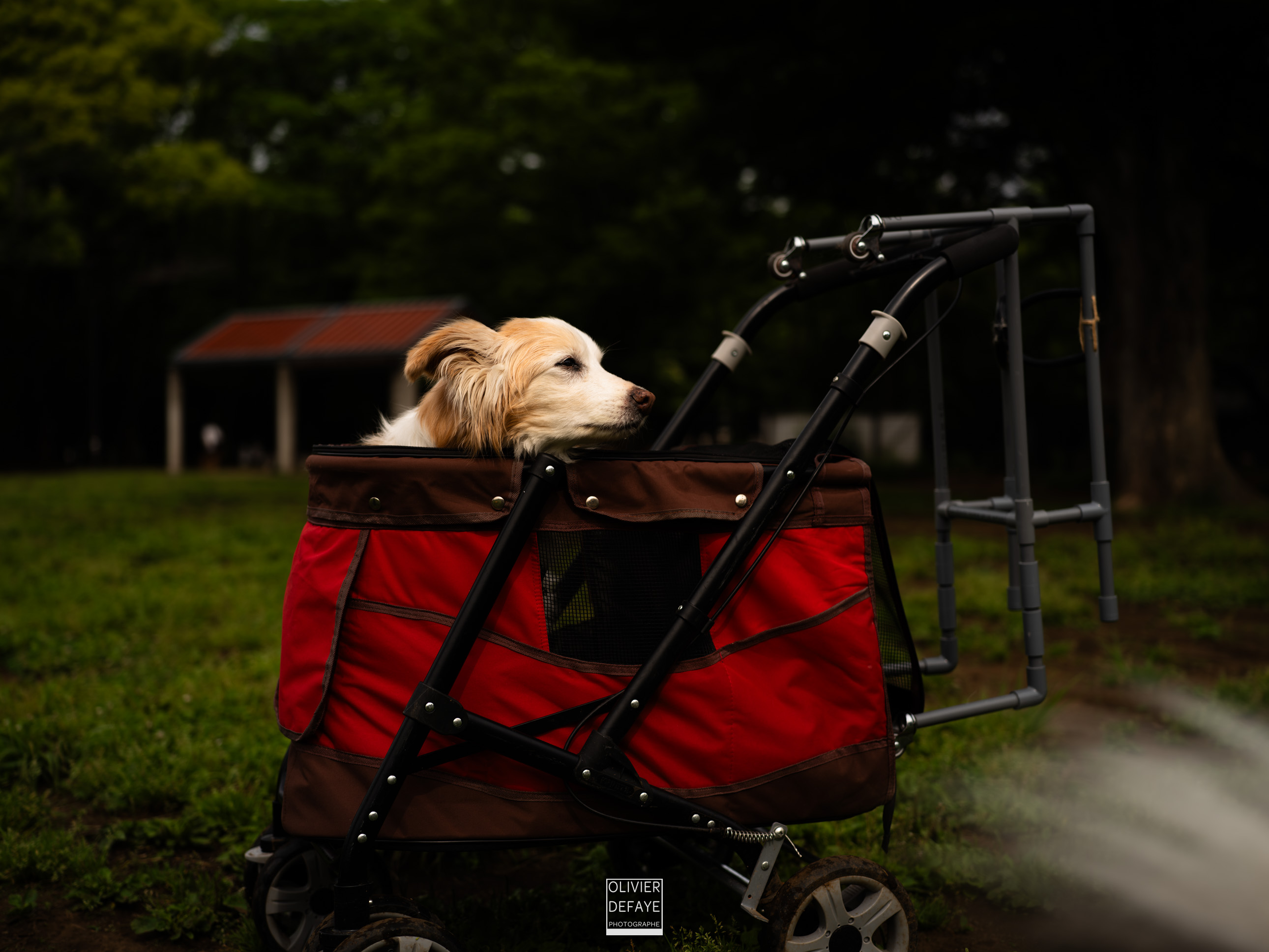 Les chiens au Japon
