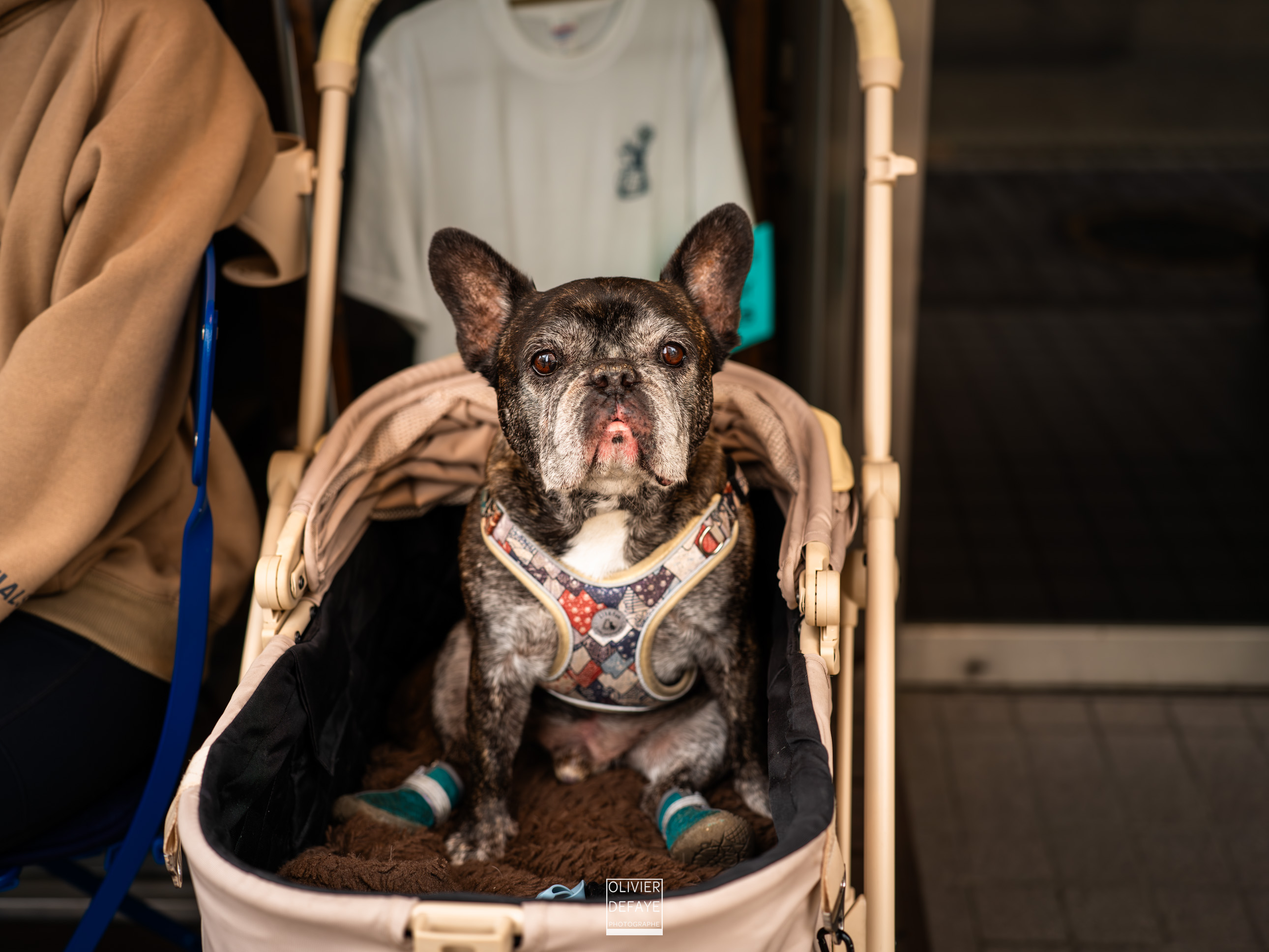 Les chiens au Japon