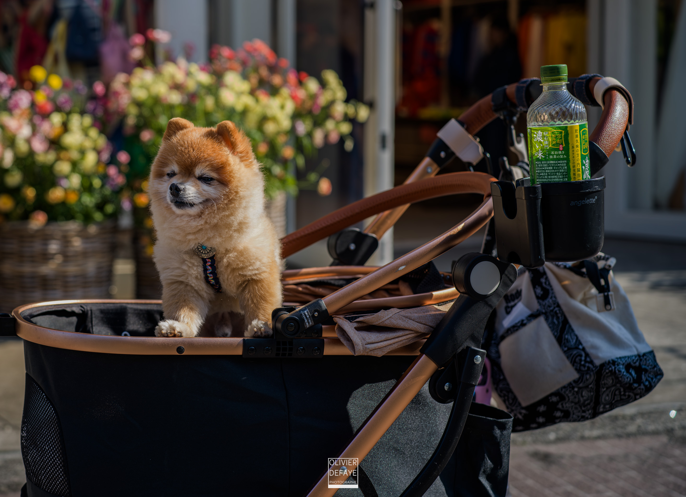 Les chiens au Japon