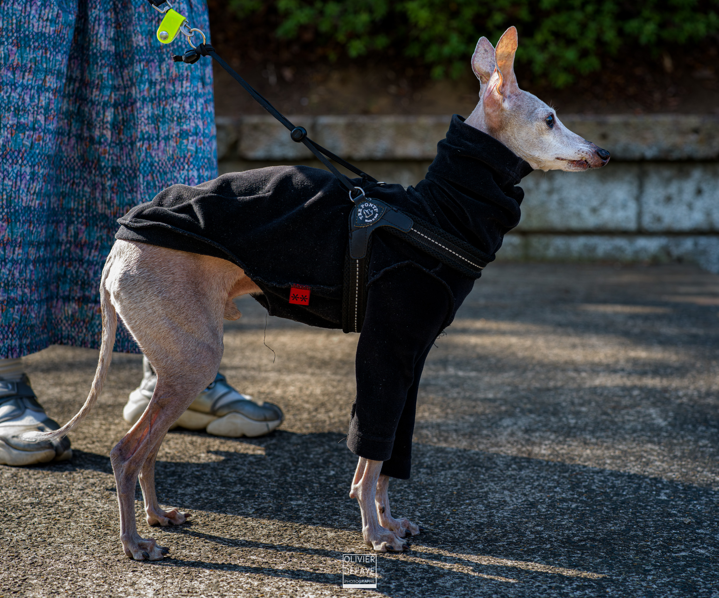 Les chiens au Japon