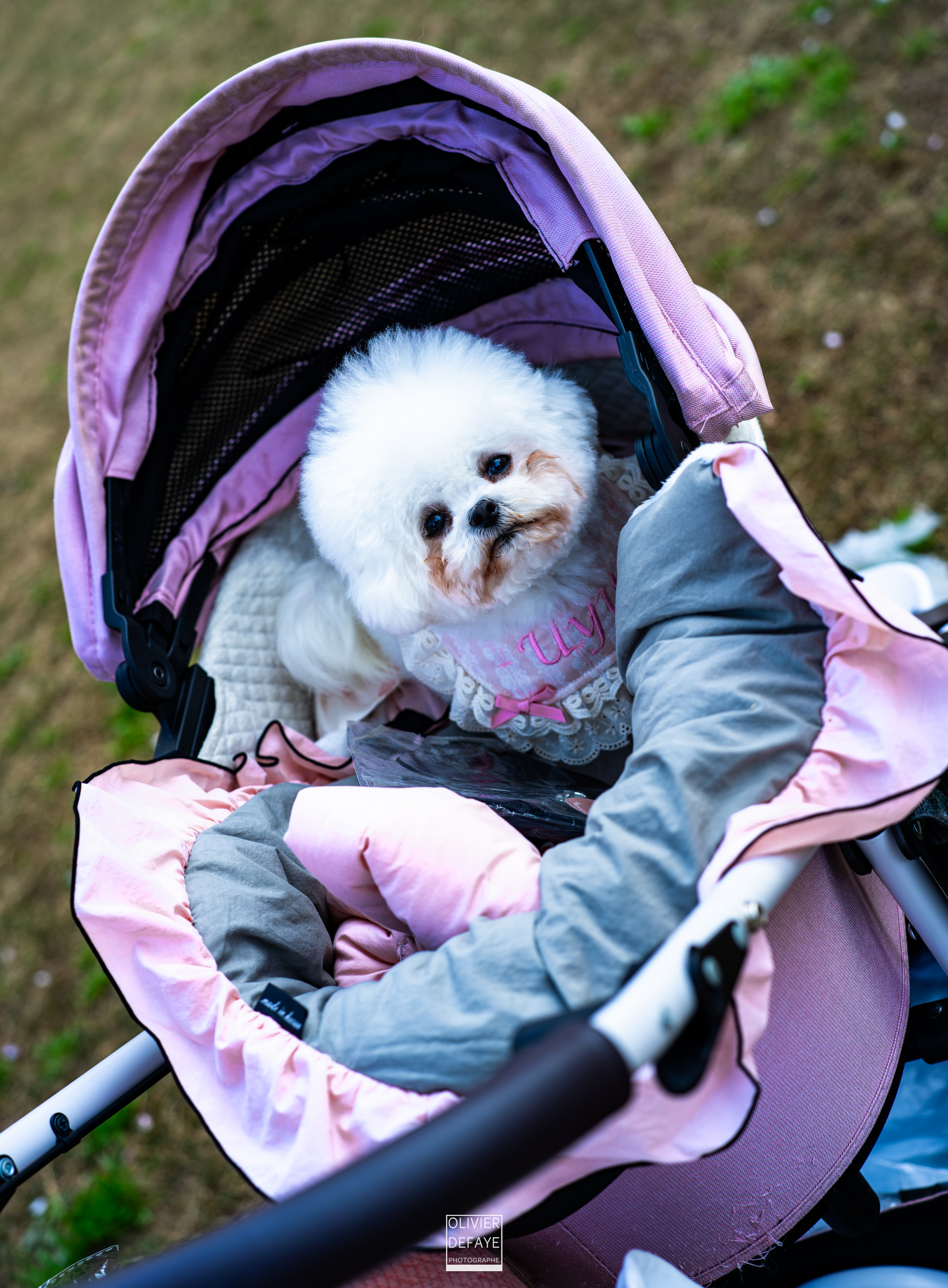 Les chiens au Japon