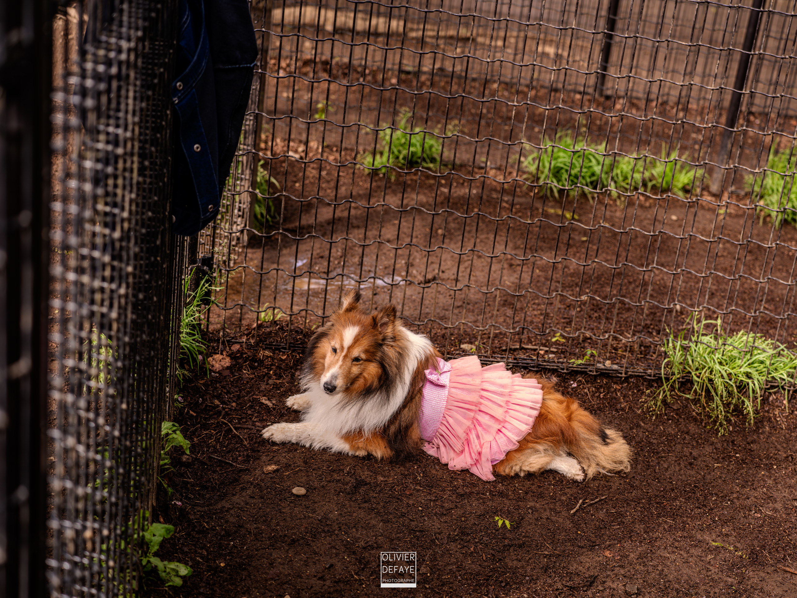 Les chiens au Japon