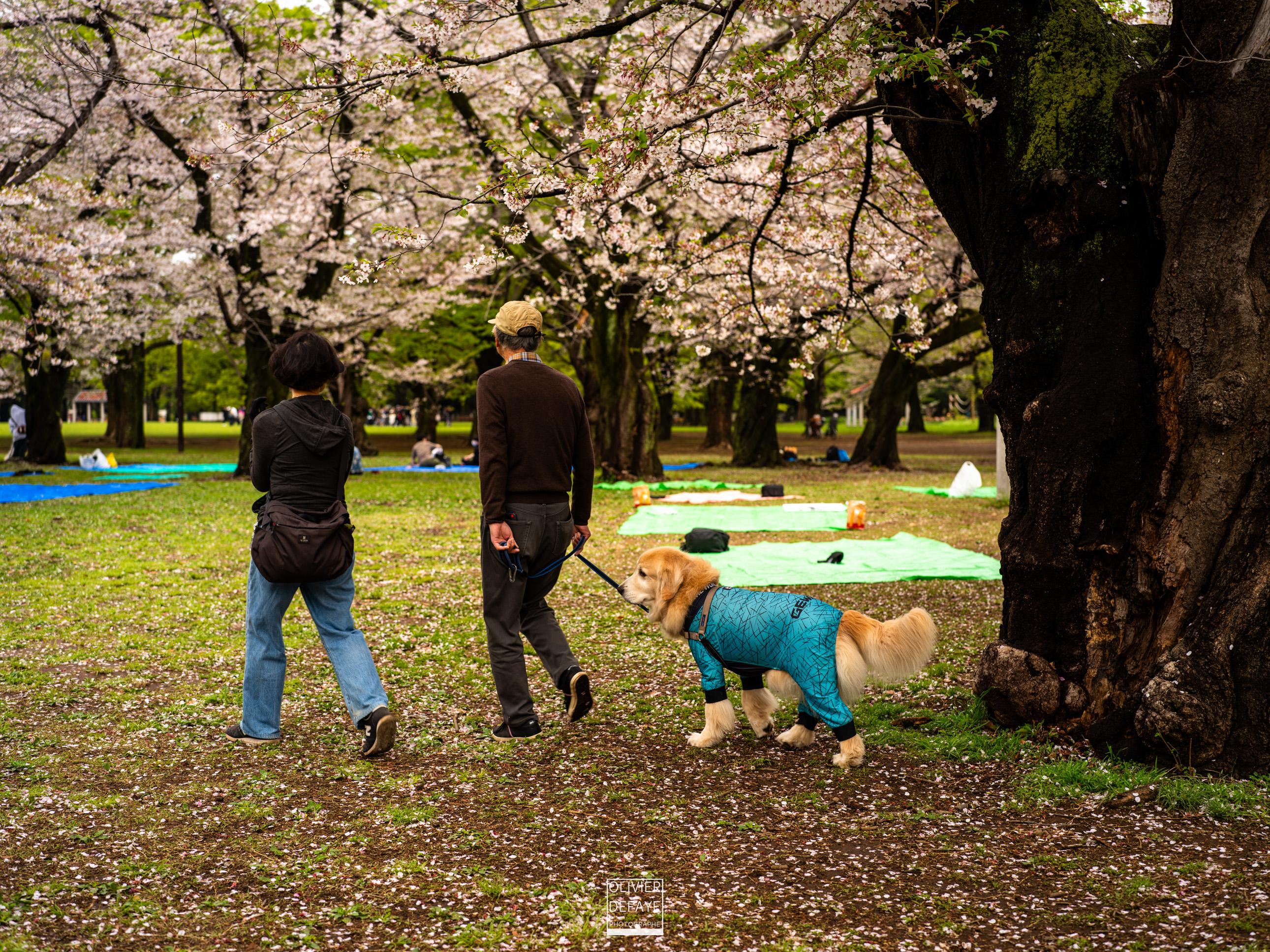 Les chiens au Japon