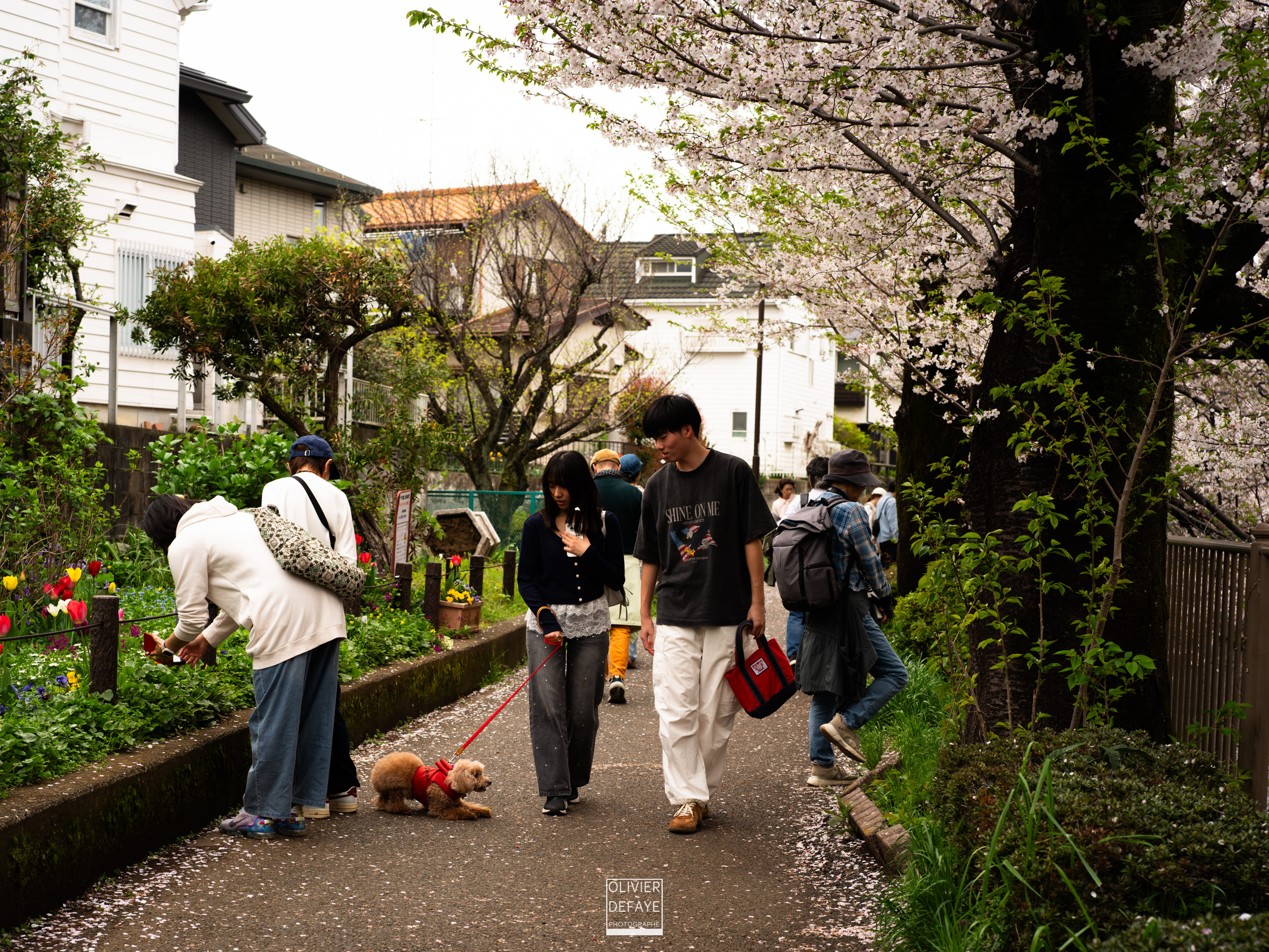 Les chiens au Japon